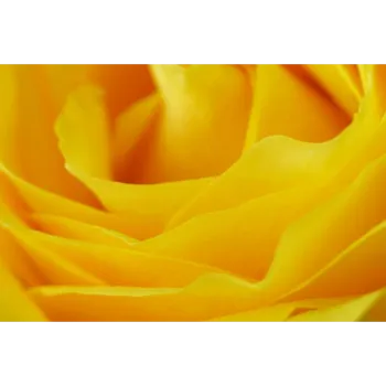Yellow Rose 